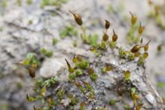 Pterygoneurum ovatum