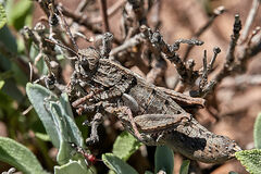Eumigus monticola