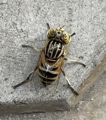Eristalini