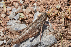 Eumigus monticola