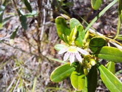 Scaevola cylindrica