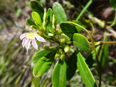Scaevola cylindrica