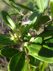 Scaevola cylindrica