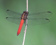 Orthemis biolleyi