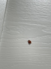Harmonia axyridis