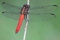 Orthemis biolleyi