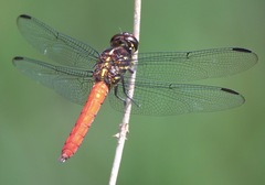 Orthemis biolleyi