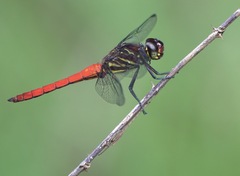Orthemis biolleyi