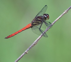 Orthemis biolleyi