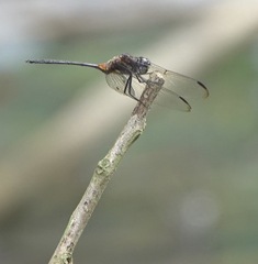 Orthemis attenuata