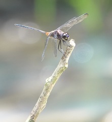 Orthemis attenuata