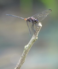 Orthemis attenuata