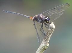 Orthemis attenuata