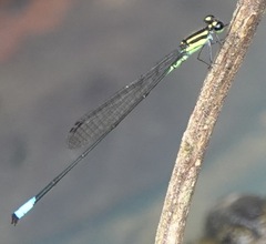 Acanthagrion