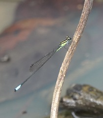 Acanthagrion