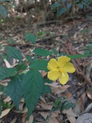 Pavonia sepium