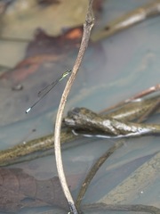 Acanthagrion