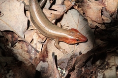 Plestiodon laticeps