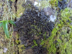 Leptogium denticulatum