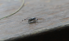 Nyssus