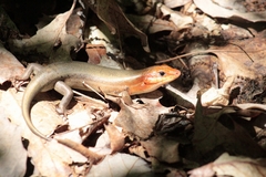Plestiodon laticeps