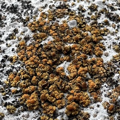 Xanthocarpia feracissima