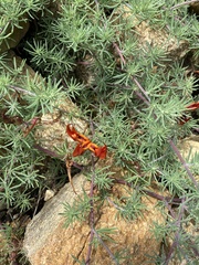 Lotus berthelotii