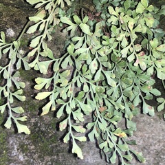 Asplenium ruta-muraria