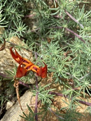 Lotus berthelotii