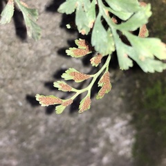 Asplenium ruta-muraria