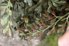 Asplenium ruta-muraria