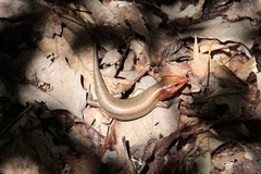 Plestiodon laticeps