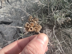 Helichrysum stoechas