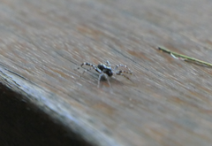 Nyssus