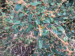 Pomaderris paniculosa paralia