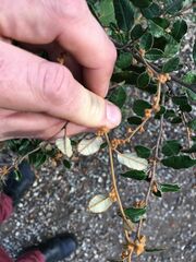 Pomaderris paniculosa paralia