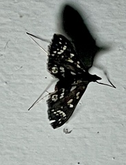 Ischnurges illustralis
