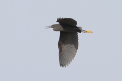 Egretta ardesiaca