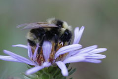 Bombus flavidus flavidus