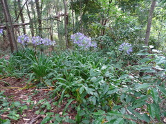 Agapanthus praecox