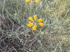 Coronilla juncea