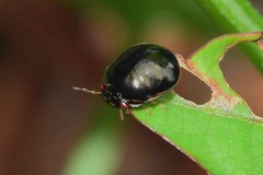 Brachyplatys subaeneus