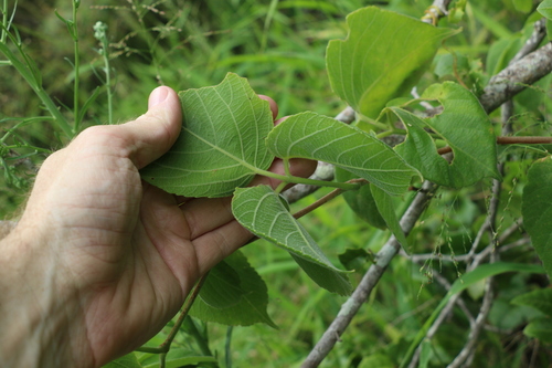 Image of Cayratia acris by (c) Greg Tasney, some rights reserved (CC BY-SA)
