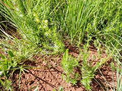 Galium capense garipense