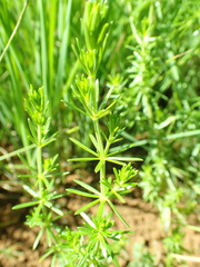 Galium capense garipense