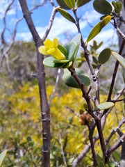 Solmsia calophylla