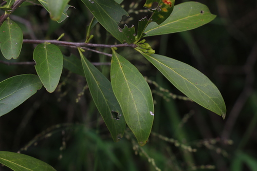 Denhamia disperma (Denhamia disperma)