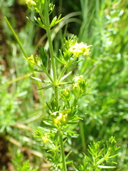 Galium capense garipense