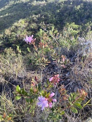 Bejaria