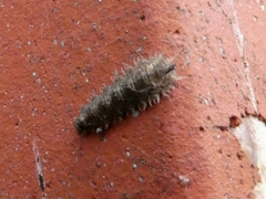 Dasysyrphus